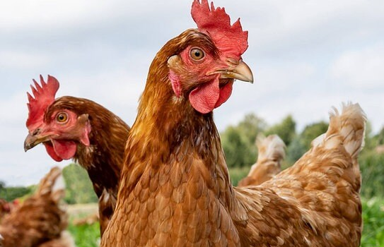 Brathähnchen (Jung’s Campinghühner & Hähnchen)