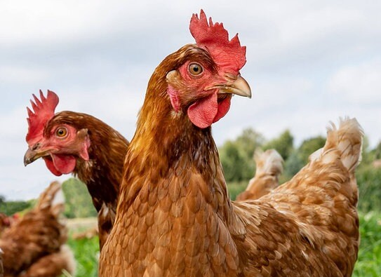 Brathähnchen (Jung Brathähnchen (Jung